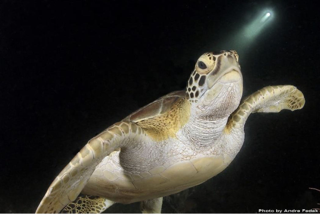 Sea Turtle in the Bahamas